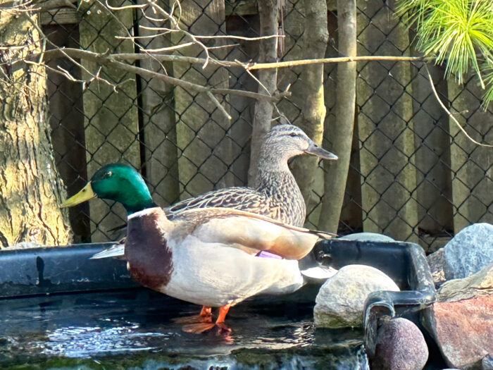 Lessons From a Duck in My Yard